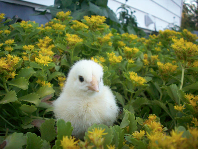 screen-shot-2013-04-28-at-2-35-50-pm